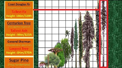 Tallest Tree Height Comparison