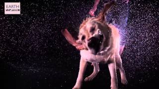 Wet Animals Shake In Slow Motion