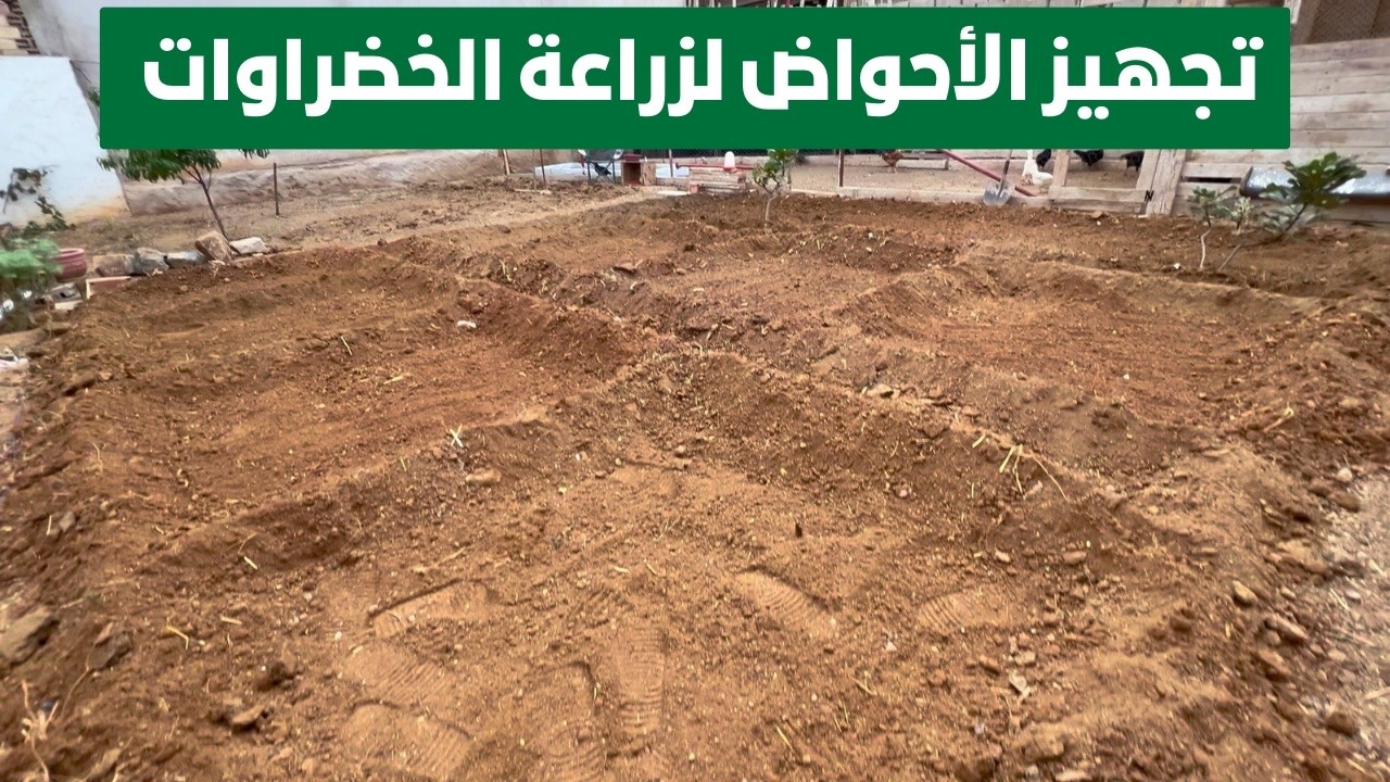 كيف حوّلت 50 متر فقط إلى حديقة تنتج 9 خضروات؟ البداية من الصفر.