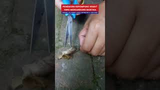 PENEMUAN KEPOMPONG WINGIT #viral #hiburan #parodi #drama #halu #komedi #humor #penemuan #kepompong