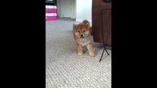 Lexi the shiba is a spaz