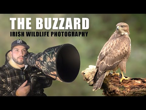 Buzzard (Bird of Prey) - Irish Wildlife (Sigma 150-600mm C)(Nikon D7500)