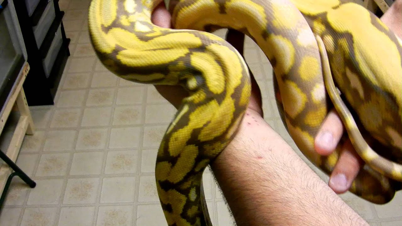 petco hours Blonde Tiger Update