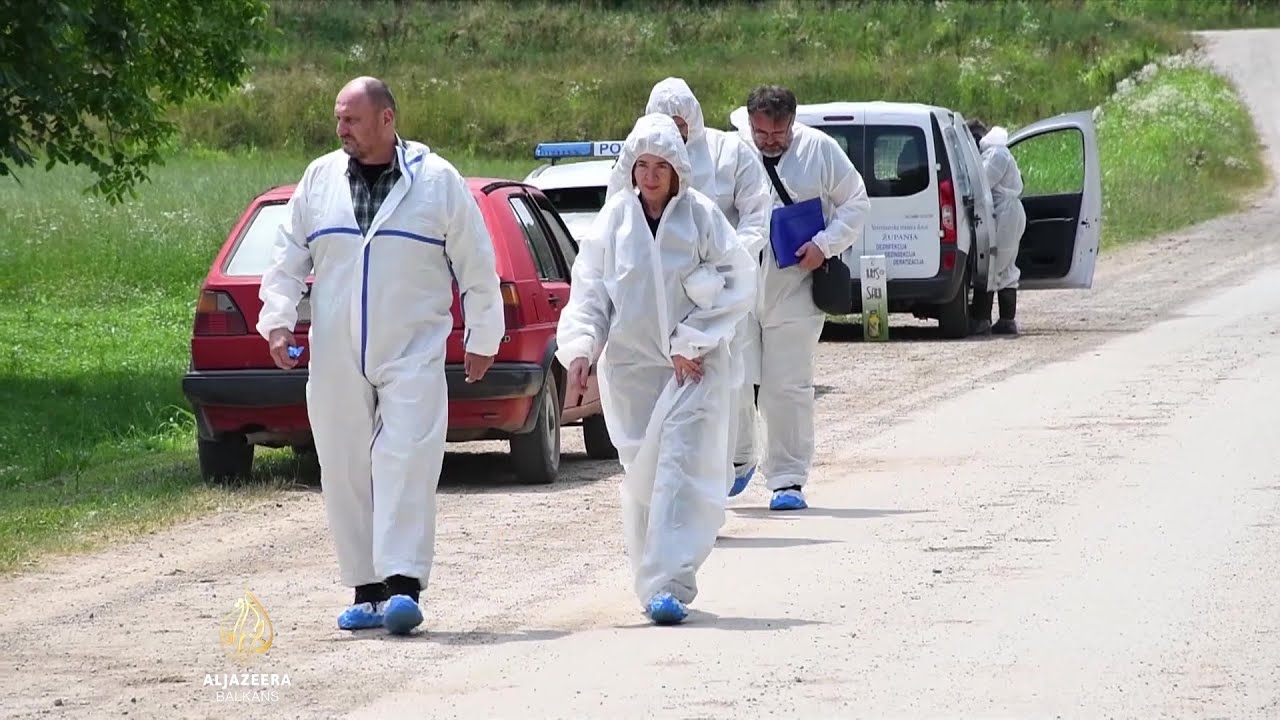 حمى الخنازير في كرواتيا: خبراء يدعون إلى الالتزام بالتدابير والتوصيات