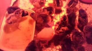 Murray Mcmurray Hatchery Chicks Arrived Today April 22, 2013