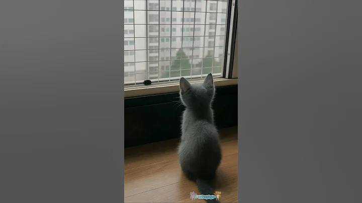 Video 11350441: russian blue kitten, little russian blue, best kitten