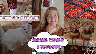 Таллинн влог.Семья из Эстонии.Гранатовое вино.Сборы на дачу.Закупка продуктов.Дачный влог из леса