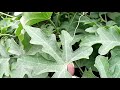 Video Image