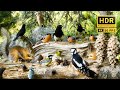 Birds for cats to watch  the forest nook restaurant for woodland friends 10hrs cat  dog tv 4kr