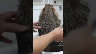 Marmot Being Washed