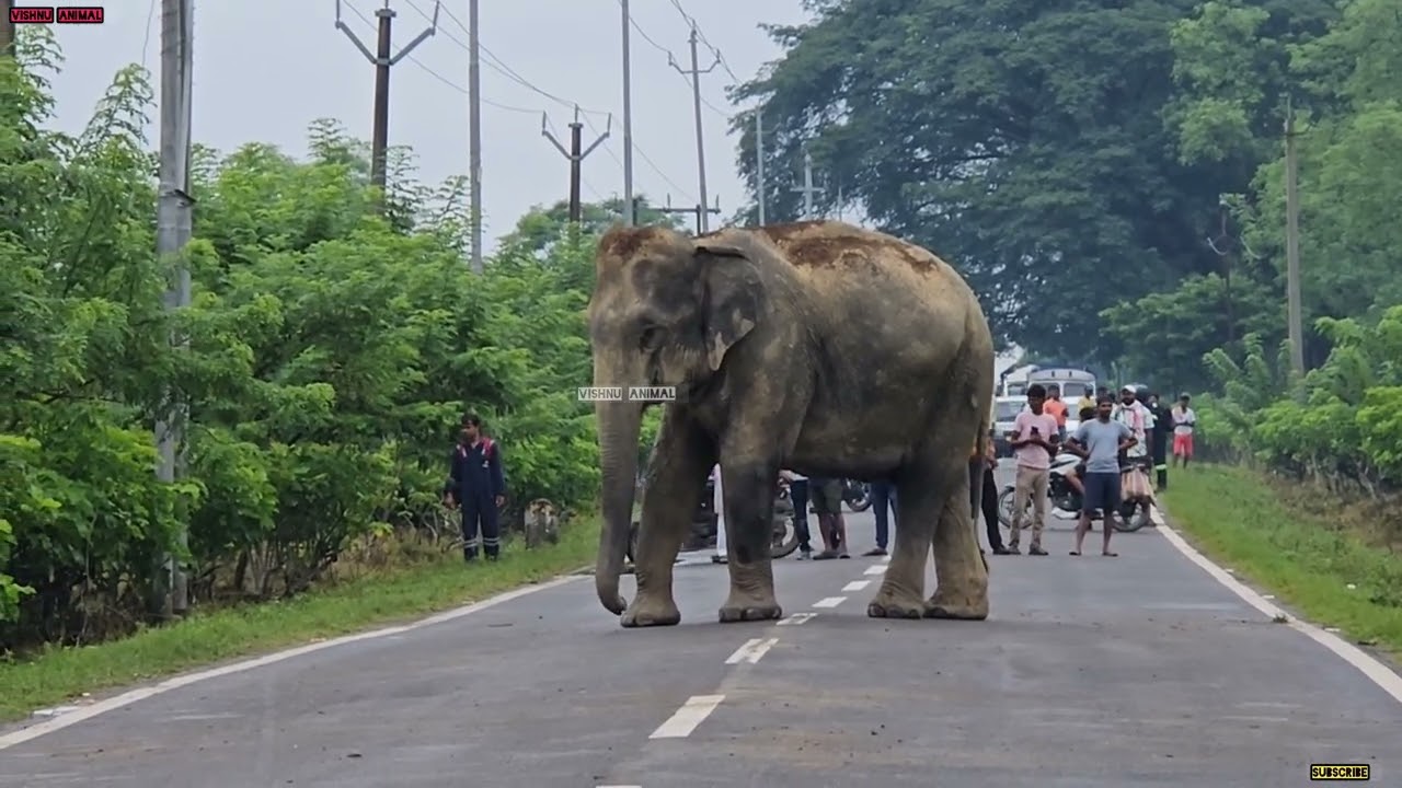 27 February 2026 #assam #animals 