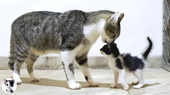 Big Cat Shocked When Meeting 4 Fearless Stray Kittens for the First Time!