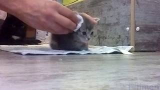 Filimon. We Wash The Kitten