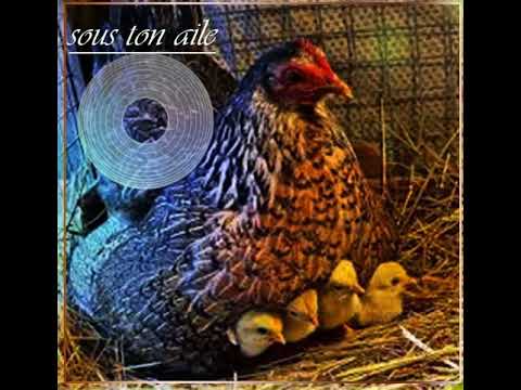 Sous Ton Aile - Emmanuel Nkono (Clip Audio)