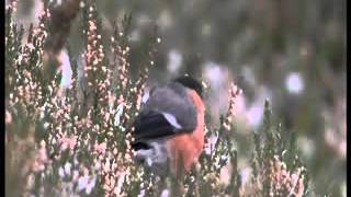 BBC Winterwatch 2014 - Episode 1 Part 2