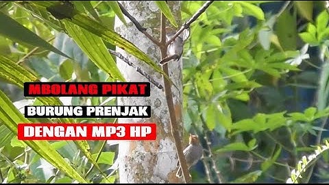 Pikat Burung Prenjak kepala merah /prenjak lumut Menggunakan Mp3 Hp BERBURU DI HUTAN BELAKANG RUMAH