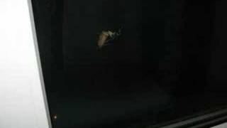 scary creature on my window!
