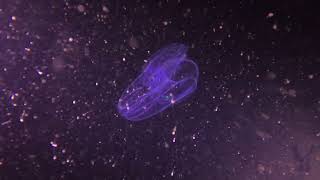 Bioluminescent Comb Jelly at Night
