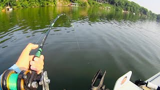 Trophy Flathead Attacks The Bait