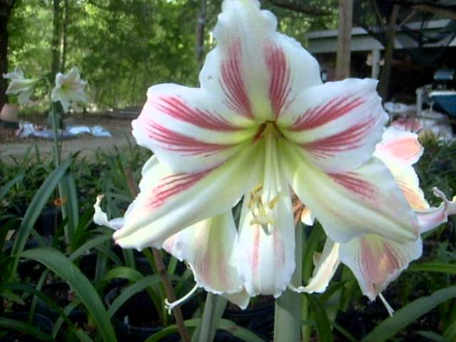 Amaryllis Bulb Hippeastrum Vittatum