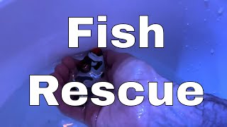 Rescuing Reef Dork's Fish (Ft. Reef Dork)