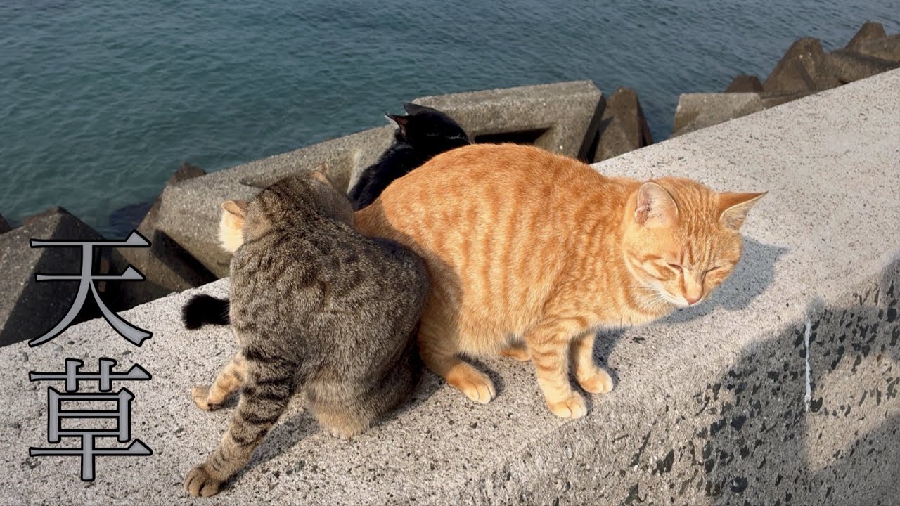 【猫旅】猫島と猫キャンプ