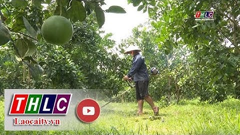 Vận động để chuyển đổi cơ cấu cây trồng ở Văn Bàn | THLC