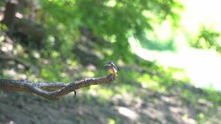 カワセミ　Pellet 1