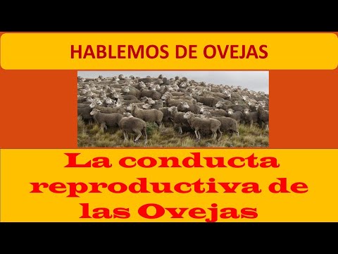 Vídeo: Comportamiento Inusual De Las Ovejas Durante La Procesión - Vista Alternativa