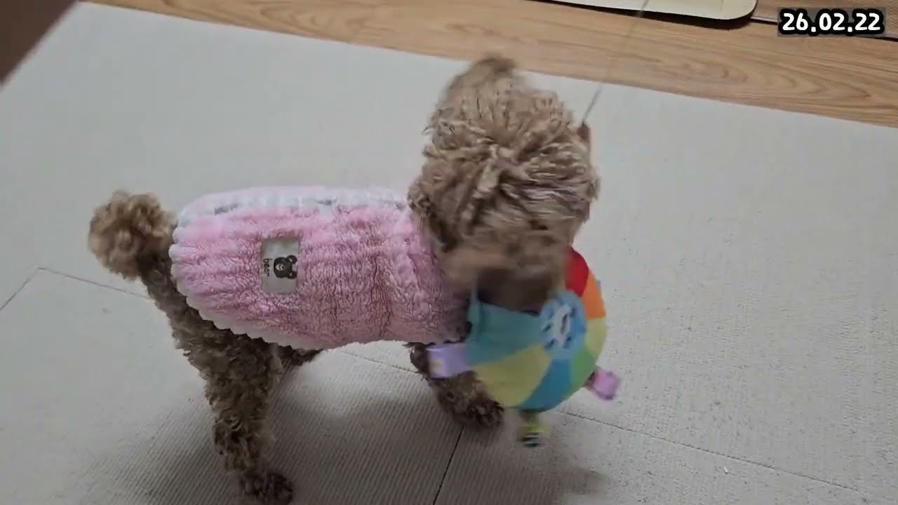 26년 1월~ 2월 토이 푸들 반려견 방구님 일상 영상