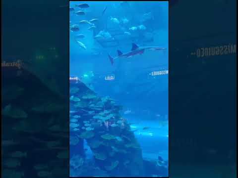 Dubai aquarium and underwater zoo #dubai #travel #dubailife #burjkhalifa #roadtrip #dubaifountains
