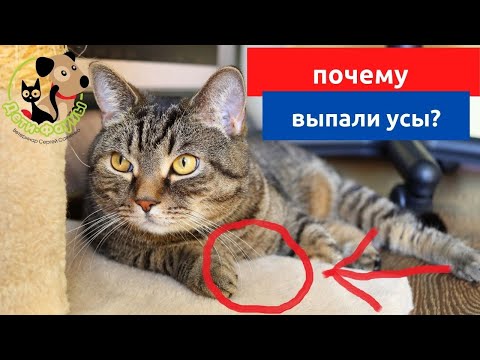 Почему у кошки выпадают усы? Основные причины и что можно сделать?