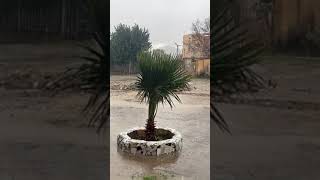 Live Rain in Maghnia – A Stunning View from the Border City screenshot 4