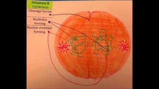 K.C. mitosis animation flip book  movie