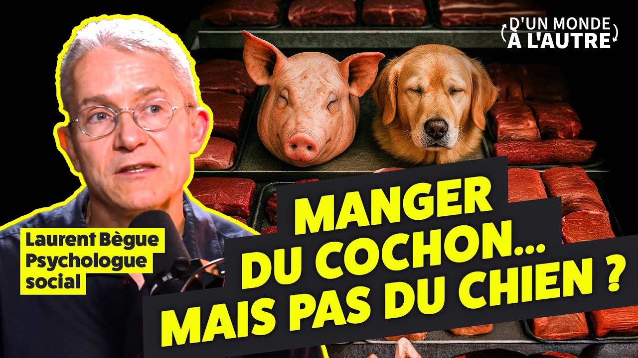 Un psychologue explique pourquoi on mange des cochons mais pas de chiens - Laurent Bègue-Shankland