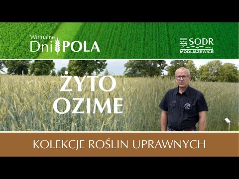 Wideo: Byk i niedźwiedź na giełdzie: „zwierzęca” twarz giełdy