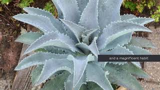 Introducing Mangave Mad About Mangave Silver Fox