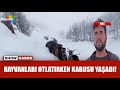 Çoban köpekleri de yardıma koştu!