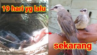 How to care for, melt and train to go home, Pycnonotidae birds