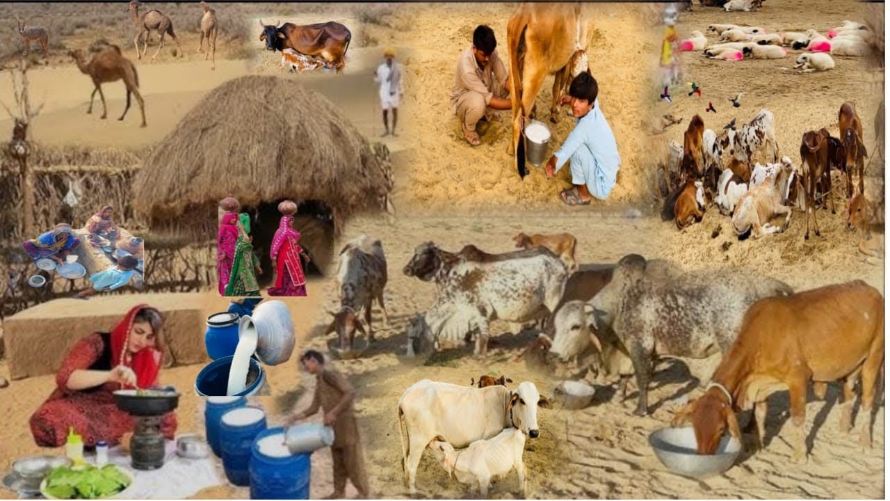 Desert People And Animals Lifestyle /Cholistan?