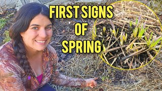 The First Signs of Spring in My Garden 🌱 #spring