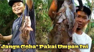 4 Most effective natural baits for giant catfish