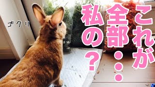 た、大量のニンジンのお菓子が出来てしまった！ #484
