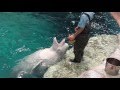 名古屋港水族館 ♀ベルーガ ナナ 九歳の誕生日 スペシャルトレーニング/終了後の遊びの時間 2016/07/25