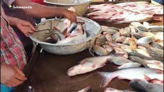7 HAL PENTING YANG PERLU DIPERHATIKAN SEBELUM BUDIDAYA IKAN PATIN!!
