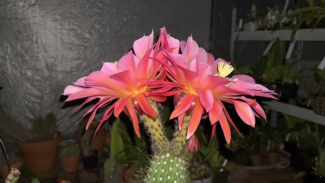 Echinopsis ‘Flying Saucer’, cactus bloom: First Impression
