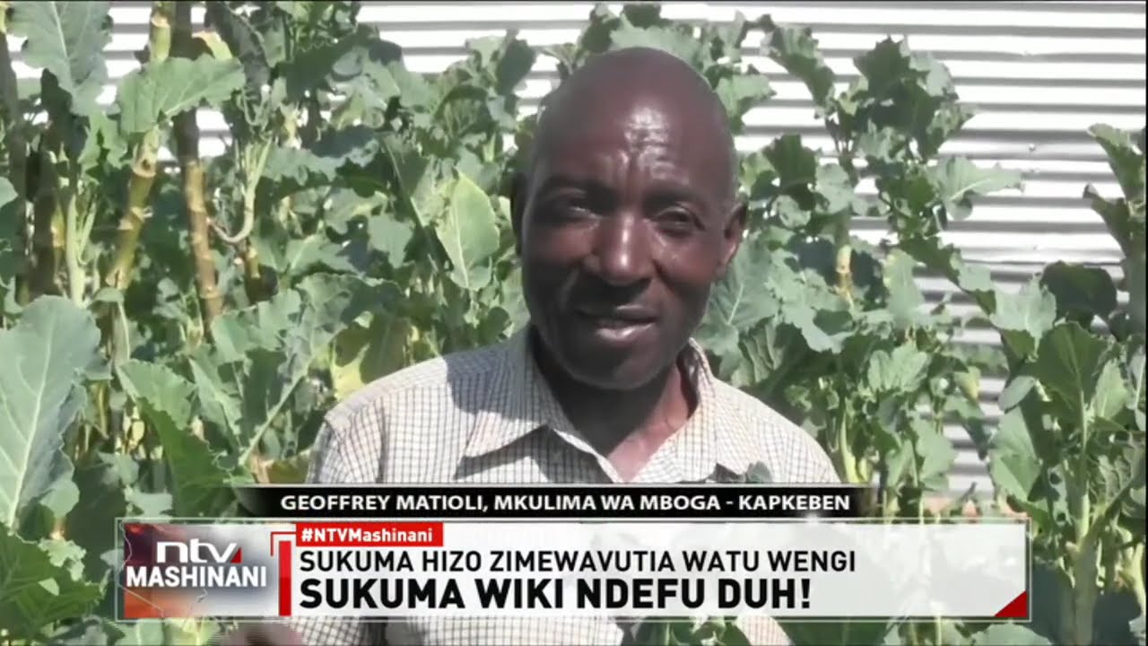 Sukuma wiki ya miaka minne Uasin Gishu yavutia wateja yachochea mjadala wa ladha