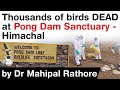 Thousands of birds dead at Pong Dam Sanctuary in Himachal Pradesh - Facts about Pong Dam Sanctuary