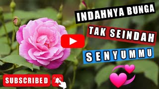 Video Sinematik Alam Indahnya Bunga | Cinematic Video of Beautiful Nature of Flowers