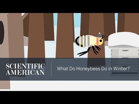 Video: How Bees Hibernate